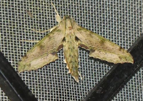 Xylophanes undata